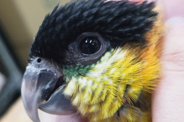 ズグロシロハラインコ