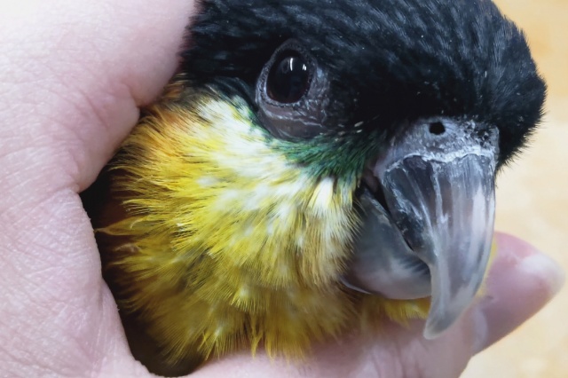 ズグロシロハラインコ