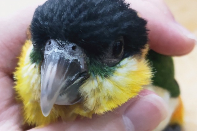 ズグロシロハラインコ