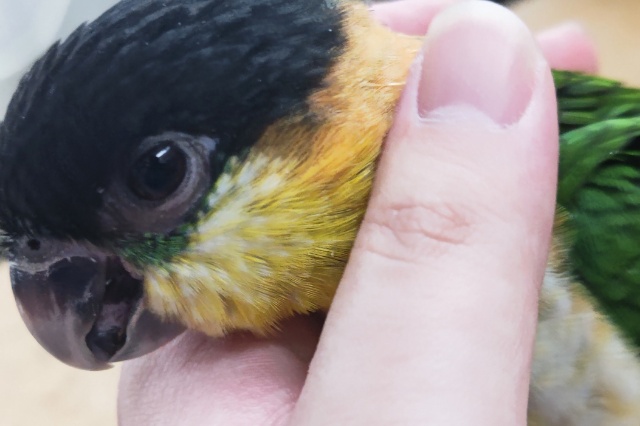 ズグロシロハラインコ