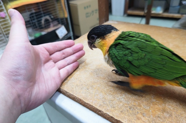 ズグロシロハラインコ