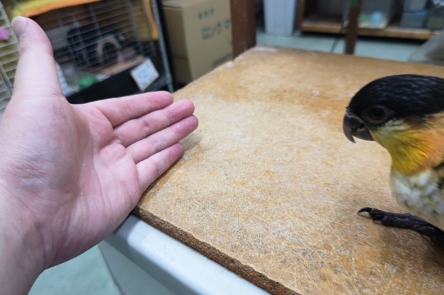 ズグロシロハラインコ