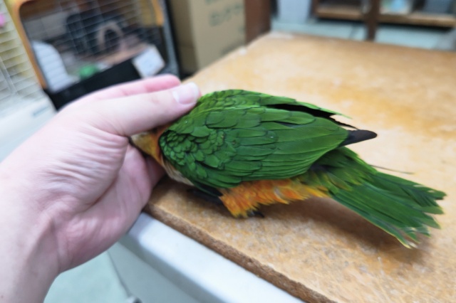ズグロシロハラインコ