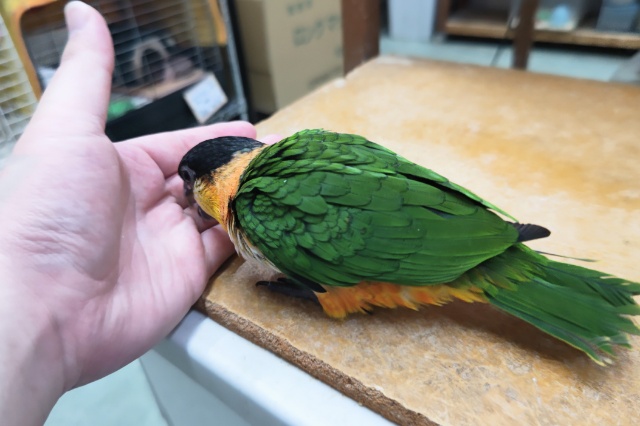 ズグロシロハラインコ