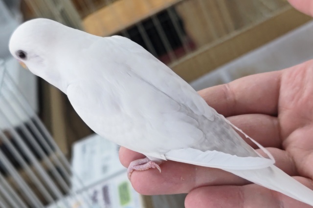 セキセイインコ