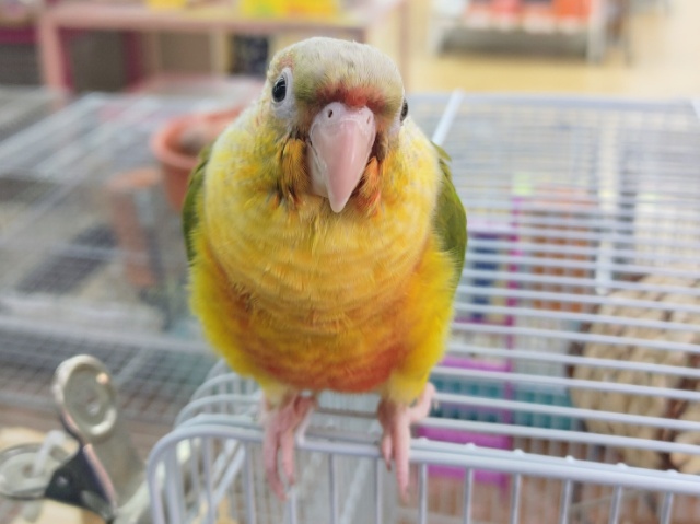 ホオミドリウロコインコ