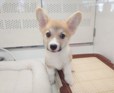 ウェルシュコーギー・ペンブローグ