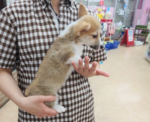 ウェルシュコーギー・ペンブローグ