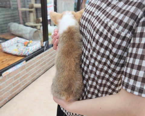 ウェルシュコーギー・ペンブローグ