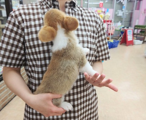 ウェルシュコーギー・ペンブローグ