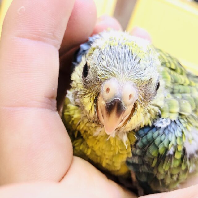 ビセイインコ（美声インコ）