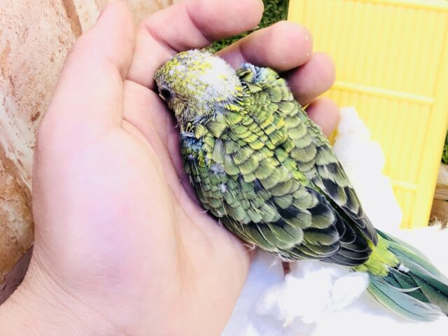 ビセイインコ（美声インコ）