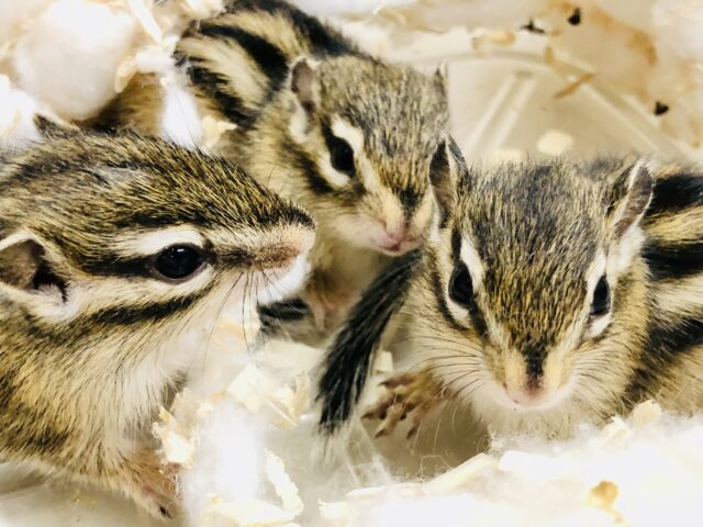 シマリス（ノーマル）