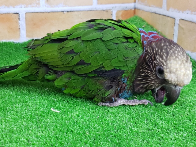 ヒオウギインコ