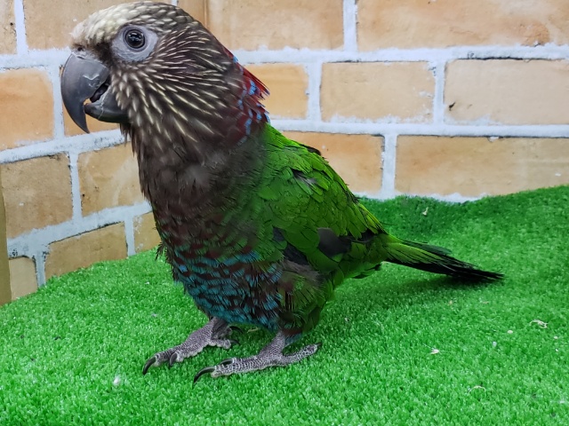 ヒオウギインコ