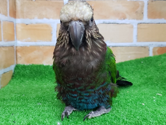 ヒオウギインコ