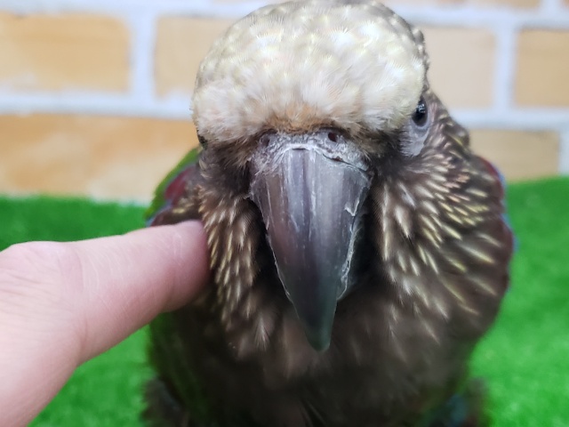 ヒオウギインコ