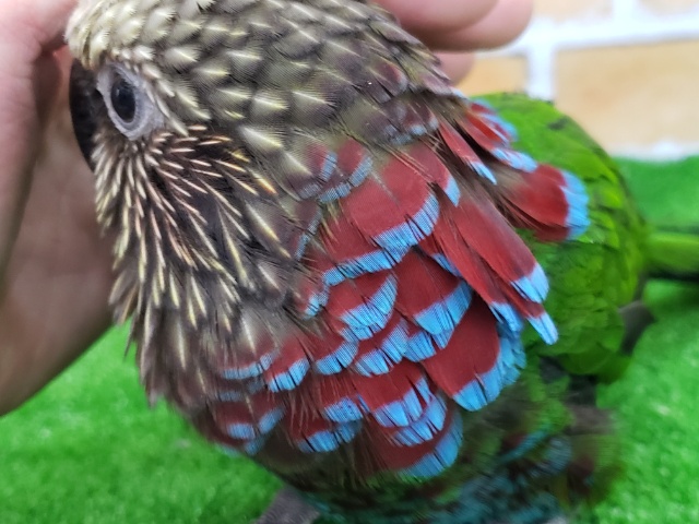 ヒオウギインコ