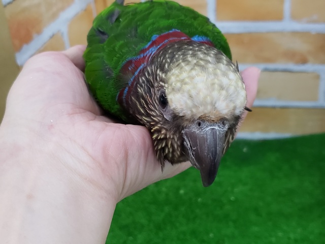 ヒオウギインコ