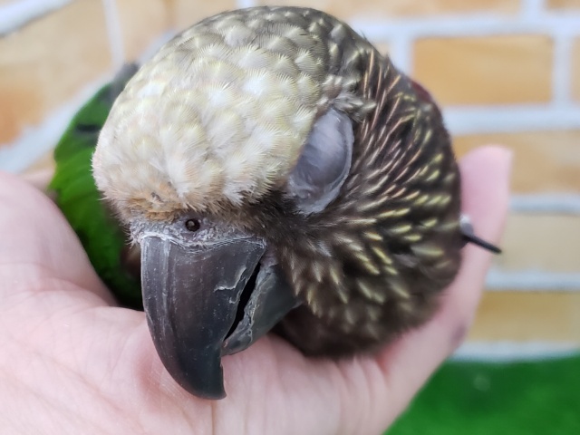 ヒオウギインコ