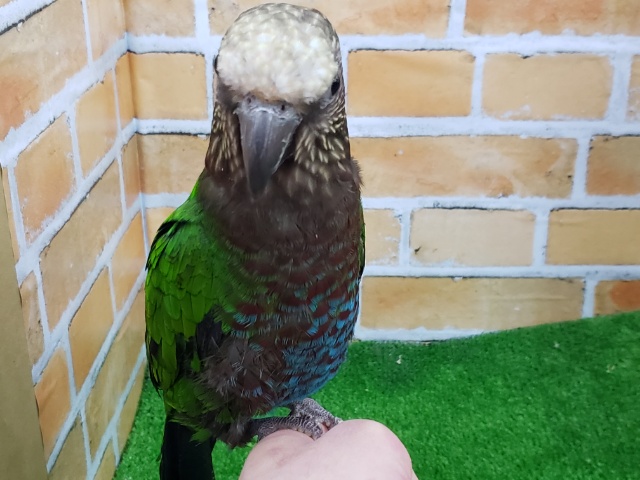 ヒオウギインコ