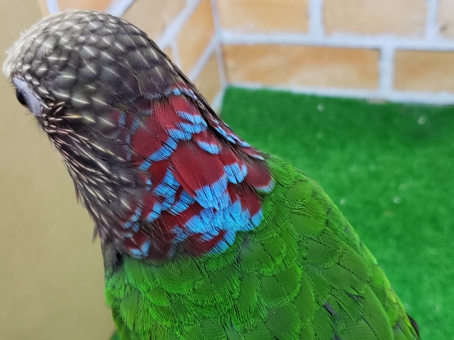 ヒオウギインコ