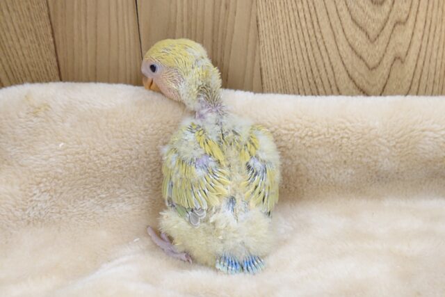 コザクラインコ（小桜インコ）