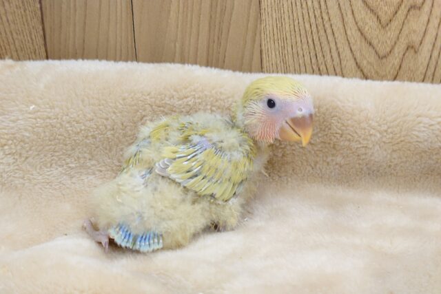 コザクラインコ（小桜インコ）