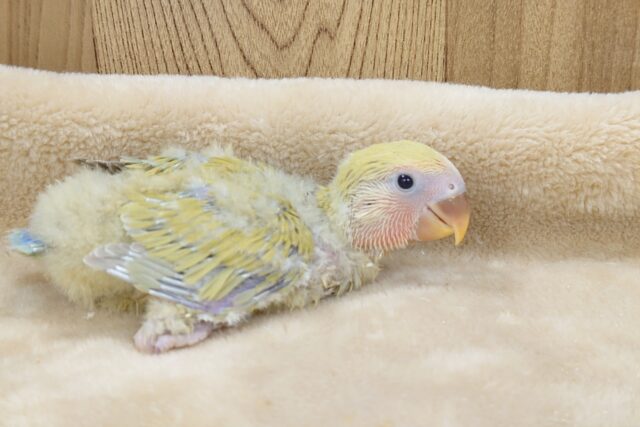 コザクラインコ（小桜インコ）