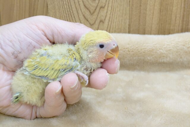 コザクラインコ（小桜インコ）