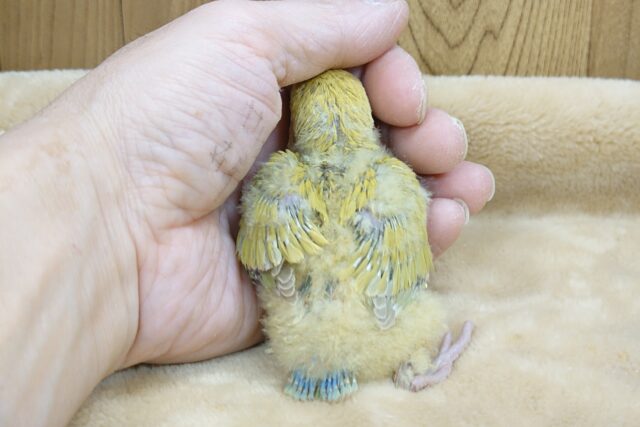 コザクラインコ（小桜インコ）