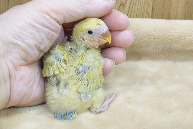 コザクラインコ（小桜インコ）