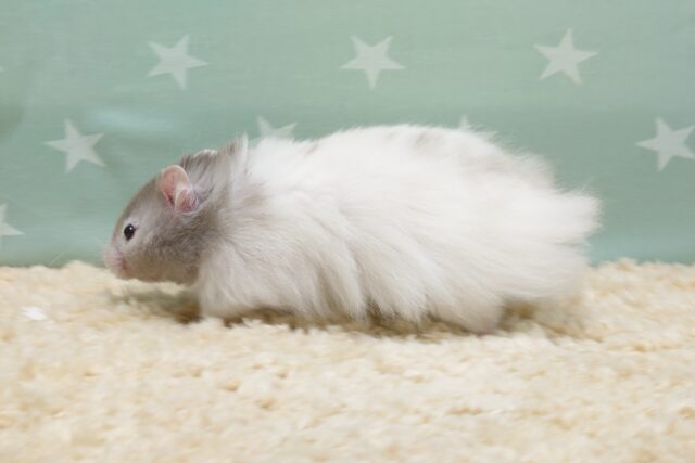 ゴールデンハムスター