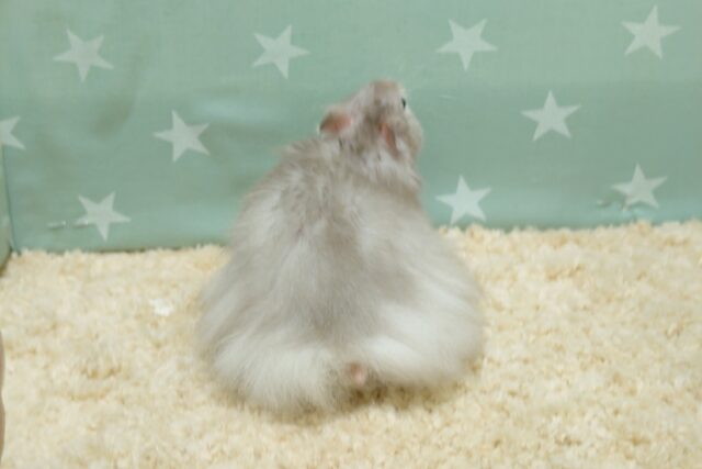 ゴールデンハムスター