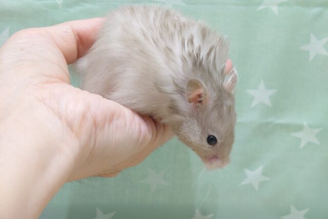 ゴールデンハムスター