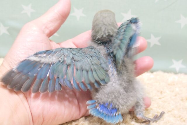 コザクラインコ（小桜インコ）