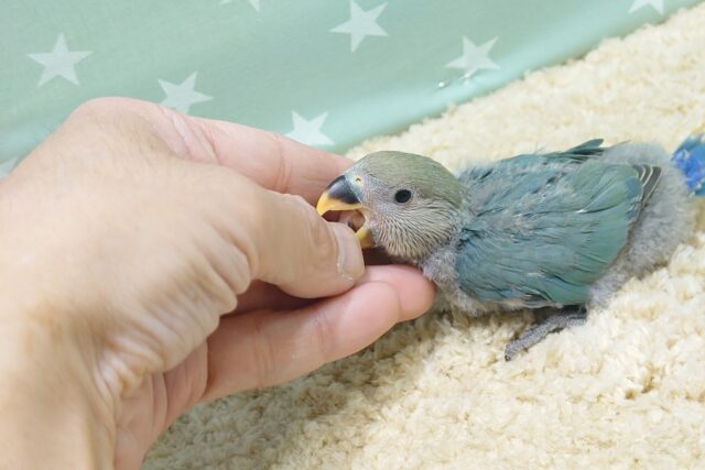 コザクラインコ（小桜インコ）