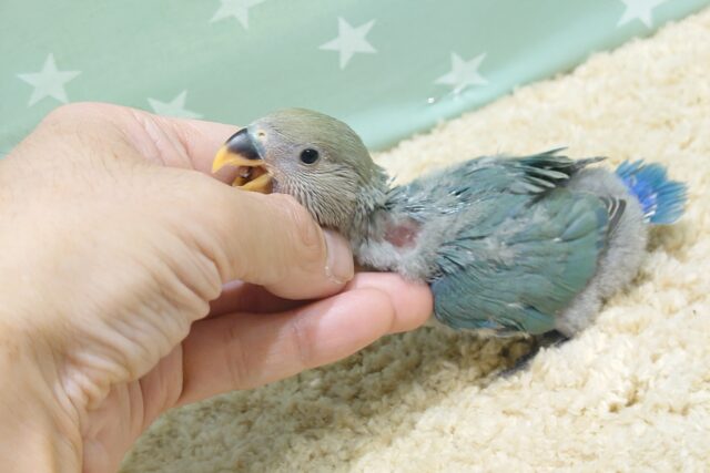 コザクラインコ（小桜インコ）