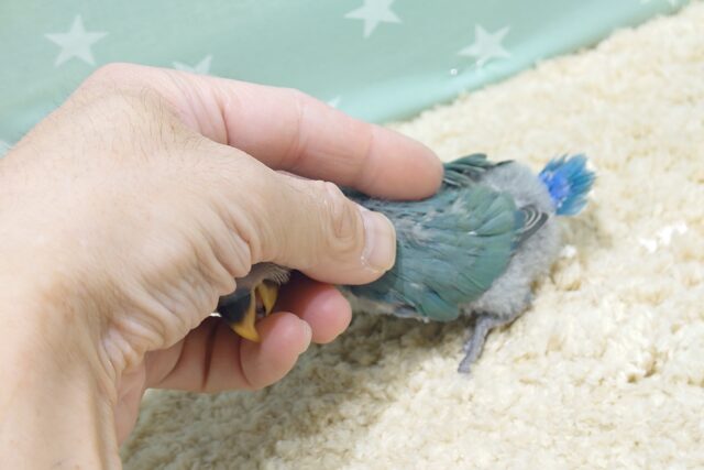 コザクラインコ（小桜インコ）