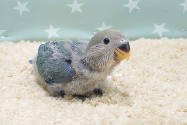 コザクラインコ（小桜インコ）