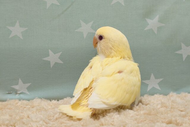 コザクラインコ（小桜インコ）