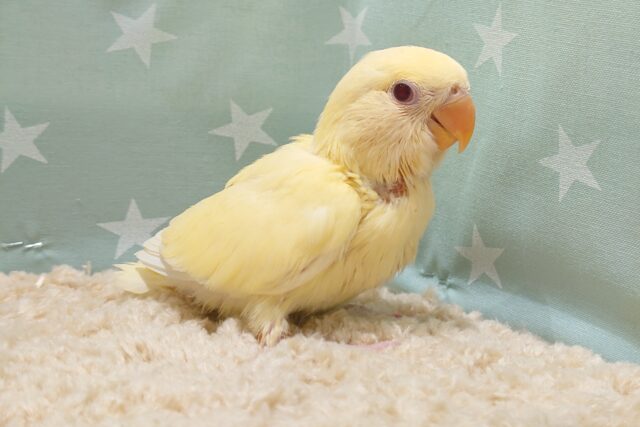 コザクラインコ（小桜インコ）
