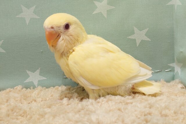 コザクラインコ（小桜インコ）