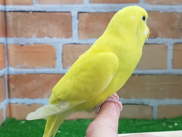 セキセイインコ
