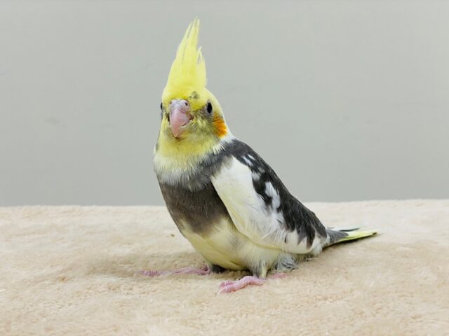 オカメインコ
