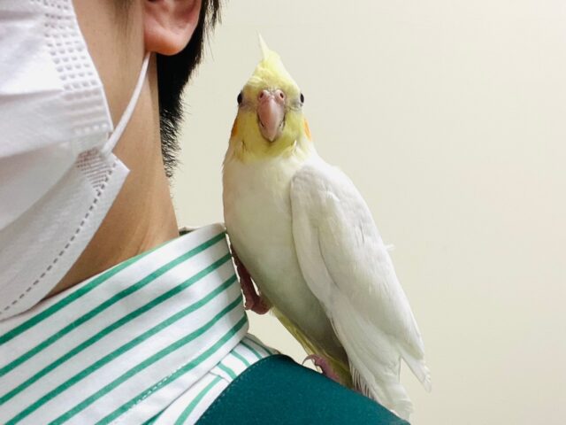 オカメインコ