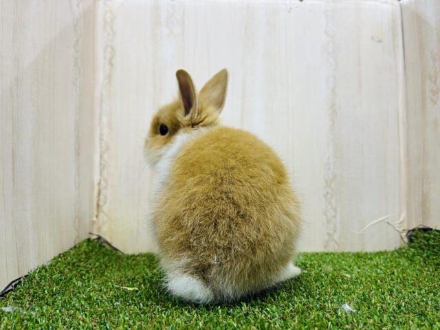 ライオンラビット