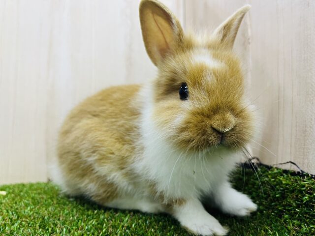 ライオンラビット