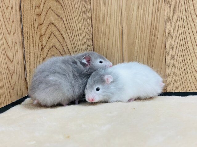 ゴールデンハムスター