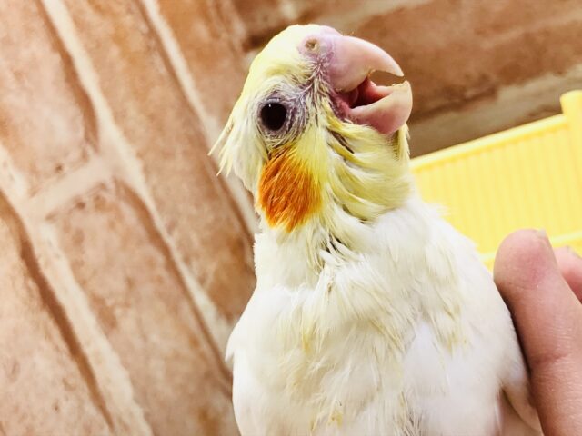 オカメインコ